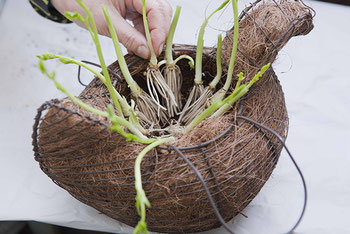 藁の繊維でできた容器で栽培されるセリ