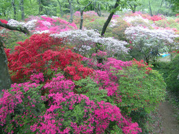 野田市清水公園