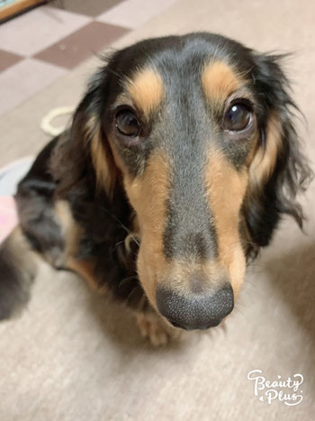 愛犬のミニチュアっダックスフンドるいくん