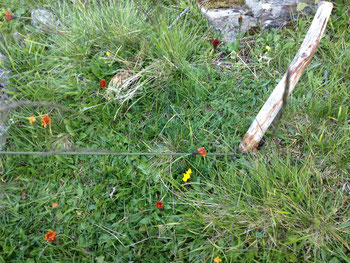 Zelt Hering Nagel Holz Wiese Blumen Vent Alpen Österreich E5 Zwieselstein Sonneck