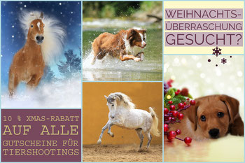 Geschenkidee Weihnachten Gutscheine für Tiershooting Hundeshooting Pferdeshooting München Pferdefotografie Hundefotografie München Bayern ab 75 € 
