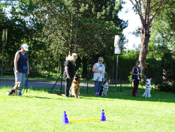 obedience obéissance éducation canine chiens sermaize les bains 51