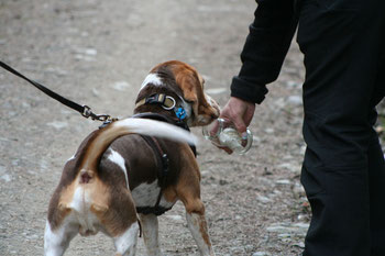 Foto: Andreas Bumb, Harper beim Mantrailing im Sauerland