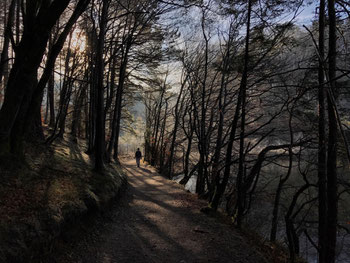 Weg in der Eggstätt-Hemhofer Seenplatte