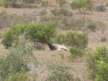 Löwe im Addo