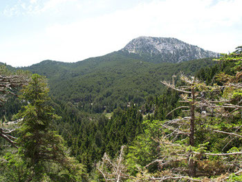 Vasiliki Forest
