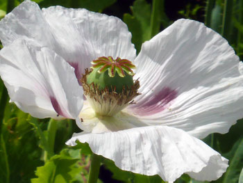 A poppy flower