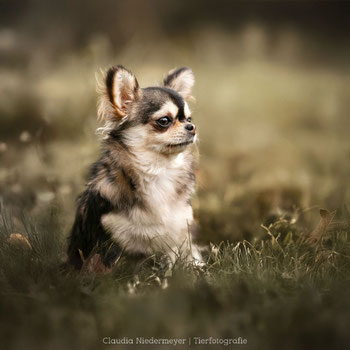 Chihuahua husky, husky Chihuahua, Langhaar Chihuahua