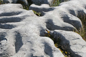In den Burren wachsen Pflanzen in den Ritzen der ausgewaschenen grauen Kalksteinformationen ©My own Travel Rundreisen Irland