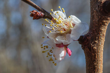Apfelblüte (Foto: Weber)