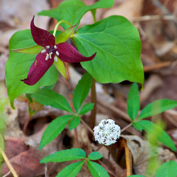 Red Trillium (Trillium erectum), and Dwarf Ginseng (Panax trifolium), sharing the forest floor at Distant Hill Gardens.