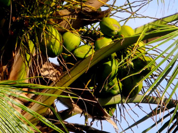 Coconuts on a coco palm