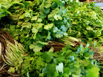 a bundle of Cilantro