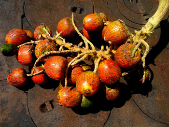 Cluster of Palm peach