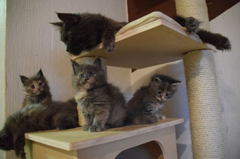 über Uns Maine Coon Von Der Flachswiese