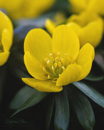 Winterling - Eranthis hyemalis