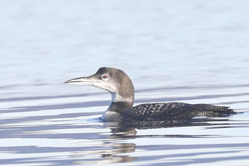 Eistaucher (Foto: Peter Witzan)  