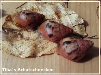https://www.tinas-achatschnecken.de/