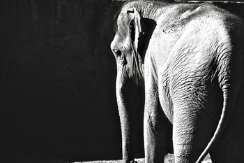 Trauriger Elefant