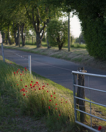 Anwendungsbeispiel Nikon Z mit Zeiss Triotar 13,5 cm per Adapter Exakta-NikonZ von PIXCO. Foto: bonnescape