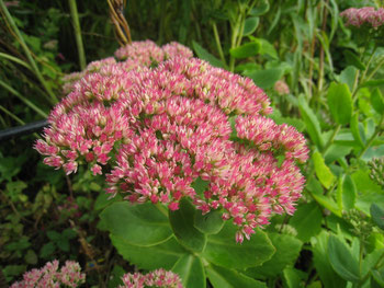 "Fetthenne" (Sedum) gehört zu den Dickblattgewächsen