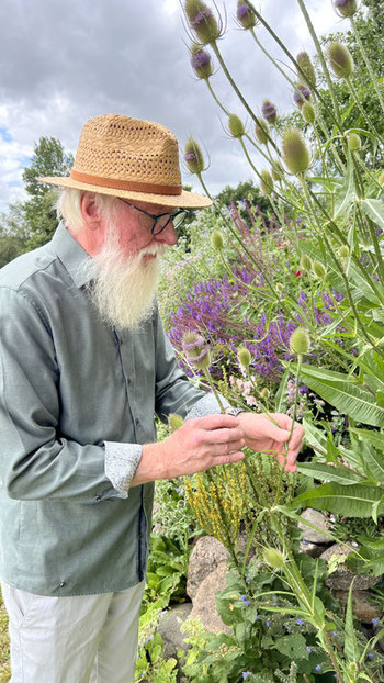 Wilde Karde (Dipsacus fullonum)(