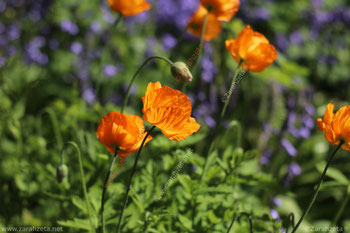 Blumenwiese mit orangen und lilanen Blumen