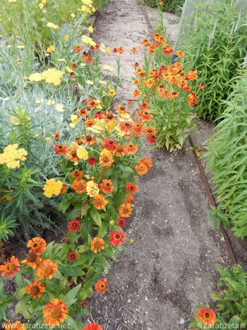 Garten mit orangen und gelben Blumen