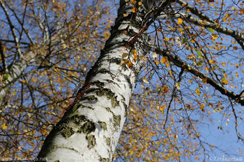 Baumstamm einer Birke