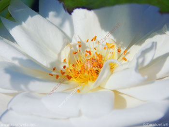 Weiße Blume mit gelbem Blütenstempel