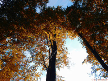 Hohe gelbe Baumkronen im Herbst