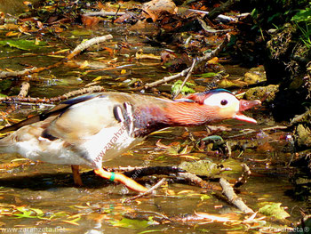 Schnatternde Mandarinente