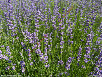 Lilanes Lavendelfeld im Sommer