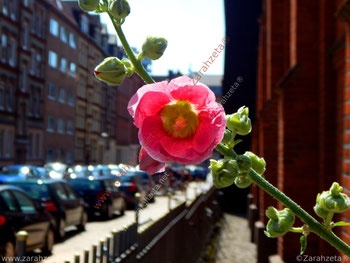 Zentrierte, pinke Stadtblume mit Straße im Hintergrund