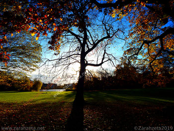 Herbststimmung im Stadtpark mit fast kahlem Baum in der Abenddämmerung