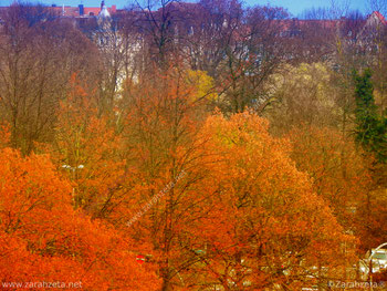 Bäume im Stadtpark mit Indian Summer Farben