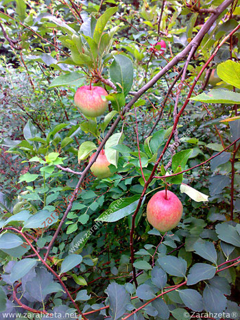 Rote reife Äpfel am Baum