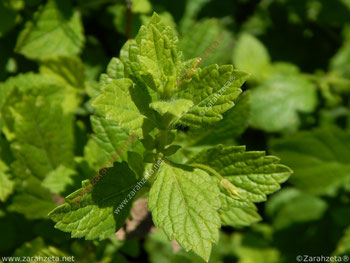 Frische Zitronenmelisse im Garten