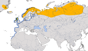 Karte zur Verbreitung der Trauerente (Melanitta nigra) weltweit.