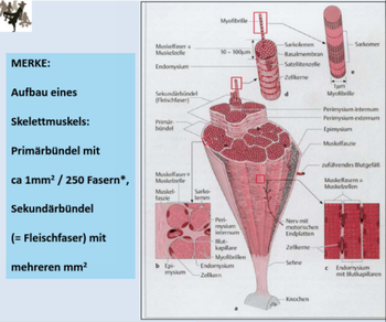 Quelle: Medizin Studium