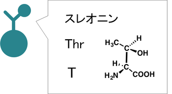 アミノ酸は名前、３文字、１文字、構造式で表せる