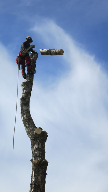 BaumService Lehmer schneidet Baum