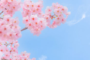 桜の花２，