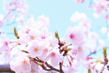 桜の花１