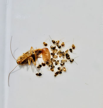 comment exterminer Oothèque et cafards juvéniles 