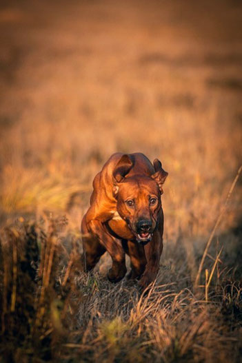 Jagd Wachhund Der Lowenhund Aus Sudafrika In Der Schweiz