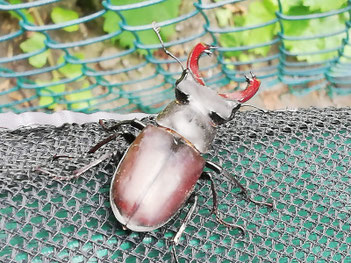 Hirschkäfer-Männchen. Foto: Dirk Schilling