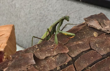 Gottesanbeterin. Foto: Thomas Börner