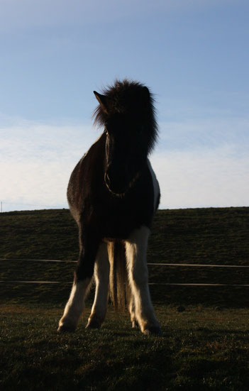 Training a young Icelandic horse is not easy