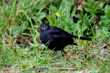 DROSSELVERWANTE; Amsel